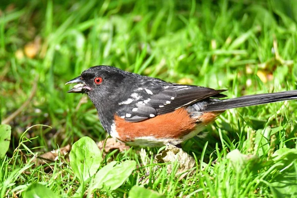 Closeup Spotted Towhee Perched Ground Burnaby Lake Canada — Stock Photo, Image