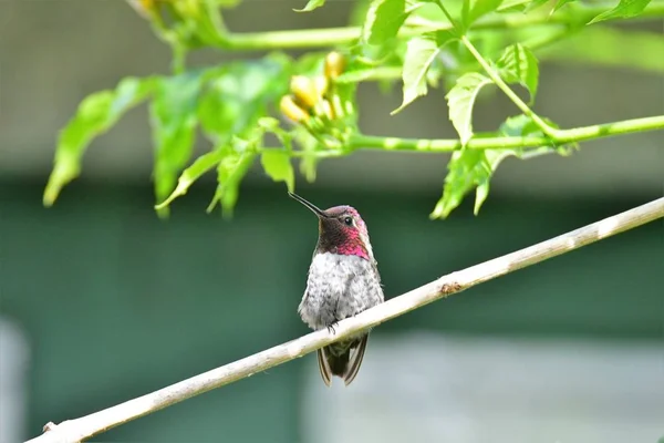 Eine Nahaufnahme Von Annas Kolibri Der Auf Einem Ast Hockt — Stockfoto