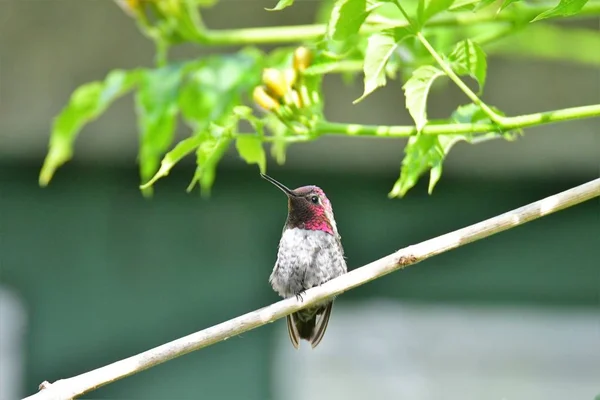 Gros Plan Colibri Anna Perché Sur Une Branche Lac Burnaby — Photo