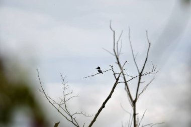 Kemerli Kingfisher'ın bir ağaca tünemiş bir fotoğrafı. Burnaby gölü Bc Kanada