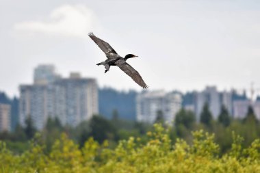 Havada uçan çift tepeli karabatak manzarası. Burnaby gölü Bc Kanada