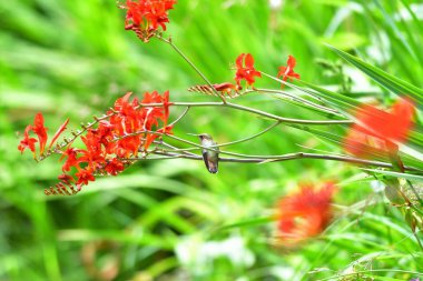 Rufous sinekkuşunun bir dalı üzerine tünemiş bir yakın çekim. Burnaby gölü Bc Kanada