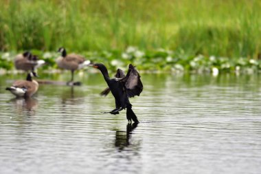 Suya dokunan çift tepeli karabatak manzarası. Burnaby gölü Bc Kanada