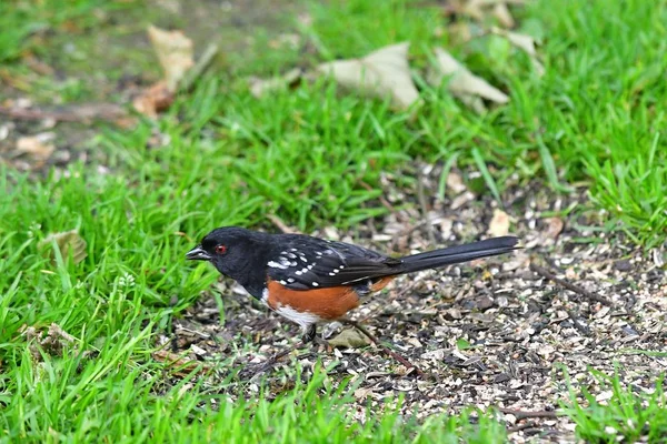 Closeup Spotted Towhee Perched Ground Burnaby Lake Canada — Stock Photo, Image