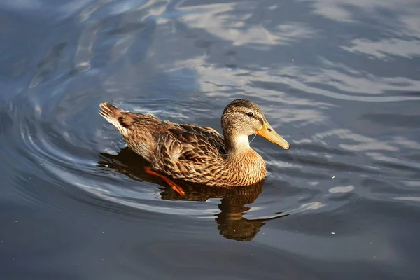 Ánade Real Hembra Con Una Línea Pesca Atrapada Pico Tiene — Foto de Stock