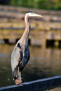İskelede tüneen Büyük Mavi Zon'un yakın arkadaşı. Burnaby gölü Bc Kanada