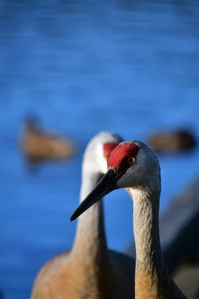 Een Close Van Sandhill Kranen Neerstrijken Pier Burnaby Lake Canada — Stockfoto