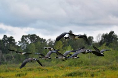 Havada uçan Kanada kazları bir görünüm. Burnaby Gölü BC Kanada