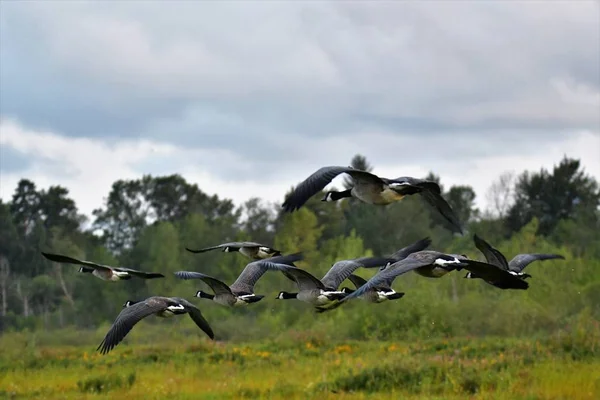 Ein Blick Auf Kanadagänse Die Der Luft Fliegen Burnaby Lake — Stockfoto