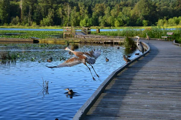 Veduta Sandhill Crane Che Decolla Dal Molo Burnaby Canada — Foto Stock