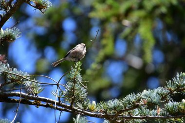 Bir ağaç dalı üzerinde bulunan Bushtit kuşu. Vancouver BC Kanada