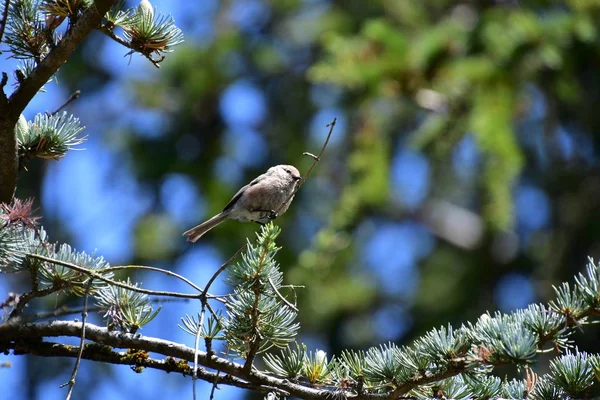 Větvi Stromu Usadil Křový Pták Vancouver Canada — Stock fotografie