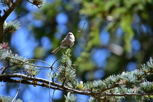 Oiseau Bushtit Perché Sur Une Branche Arbre Vancouver Canada — Photo