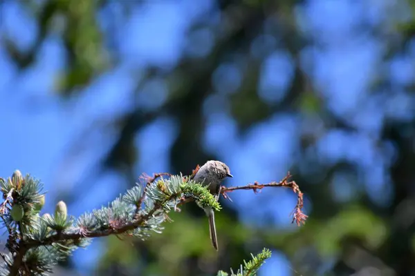 Větvi Stromu Usadil Křový Pták Vancouver Canada — Stock fotografie