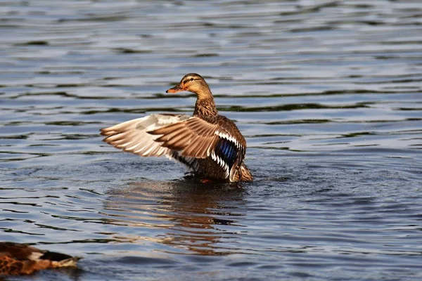 Una Mallard Hembra Preparando Sus Plumas Bañándose Salpicando Alrededor Sus — Foto de Stock