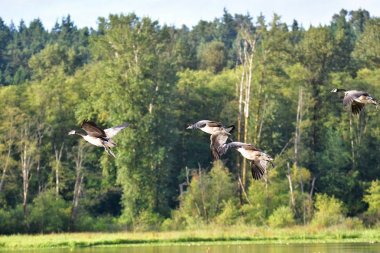 Havada uçan Kanada kazları bir görünüm. Burnaby Gölü BC Kanada