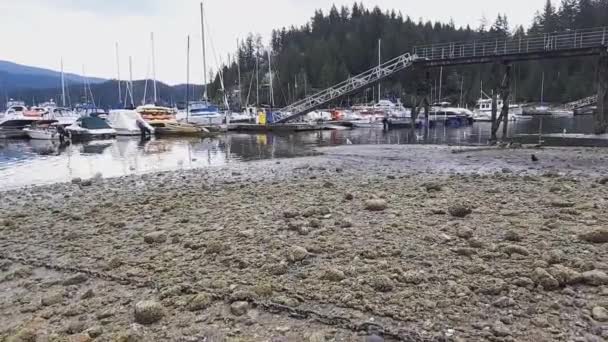 Komma Närmare Kanada Gäss Stranden Deep Cove North Vancouver Kanada — Stockvideo