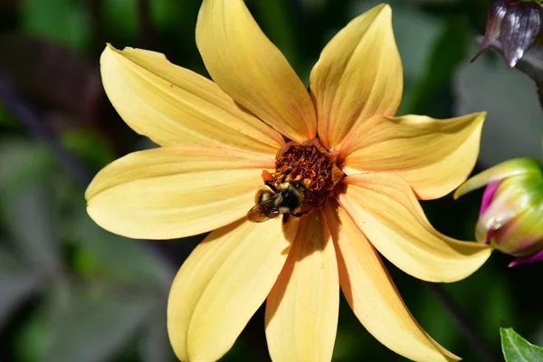 Bee Staying Yellow Dahlia Victoria Canada — Stock Photo, Image