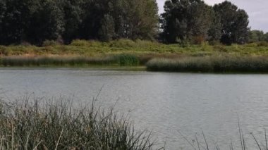 Ahır Kırlangıçları'nın bir göletin üzerinde uçtuğu bir video. Iona Adası Richmond Bc Kanada