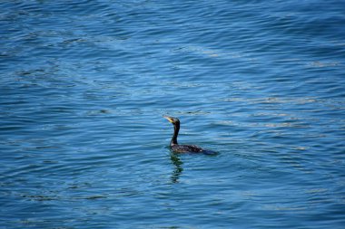 Denizde yüzen çift tepeli Karabatak manzarası. Kuzey Vancouver Bc Kanada