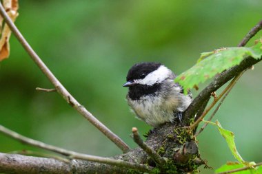 Besleyiciye tüneen siyah kapaklı chickadee'nin yakın çekimi. Vancouver Bc Kanada
