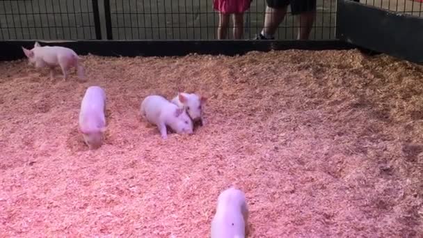 Video Piglet Playing Vancouver Canada — Stock Video