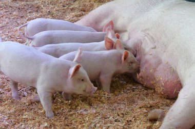 Piglet'in annelerinin sütünü içtiğini görelim. Vancouver Bc Kanada