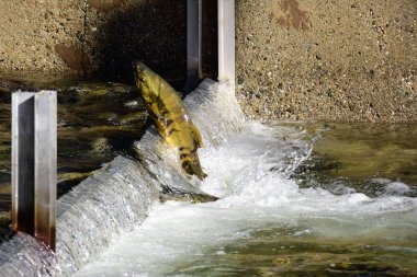 Bölücünün üstünden atlayan somon balığının görüntüsü. Weaver Creek Yumurtlama Kanal Bc Kanada