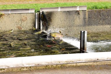 Bölücüarasında yüzen somon resmi. Weaver Creek Yumurtlama Kanal Bc Kanada