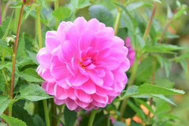 Bahçedeki pembe Dahlia çiçeğinin yakın çekim. Victoria Bc Kanada