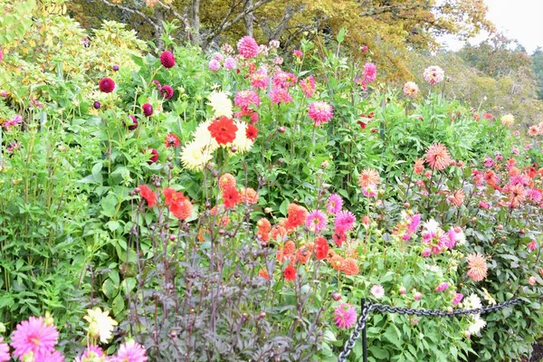 A view of many kinds of Dahlias blooming in the garden.Victoria BC Canada