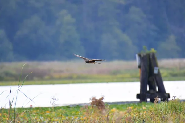 Una Vista Del Northern Harrier Che Vola Intorno Lago Burnaby — Foto Stock