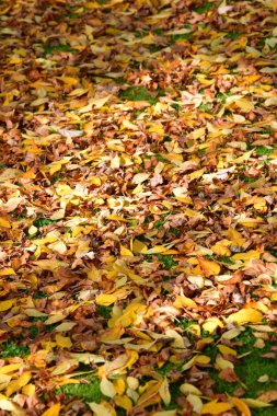 Çimenlerin üzerinde sarı ve kahverengi sonbahar yaprakları. Bc Kanada