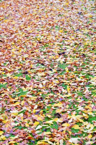 Yellow Brown Autumn Leaves Grass Canada — Stock Photo, Image