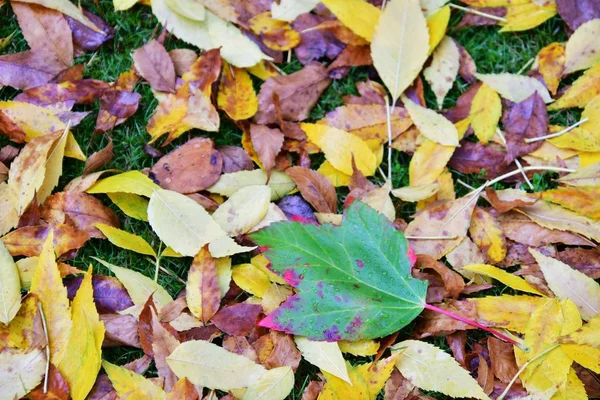 Grüne Gelbe Und Braune Herbstblätter Auf Dem Boden — Stockfoto