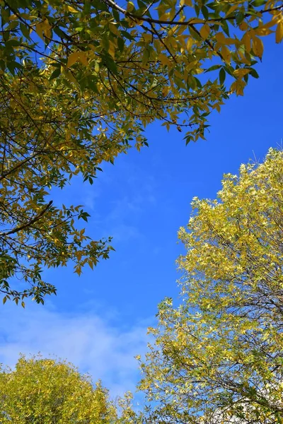 Photo Autumn Leaves Blue Sky Canada — Stock Photo, Image
