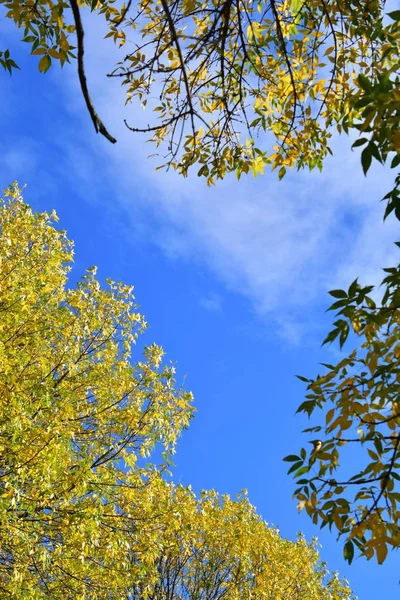 Photo Autumn Leaves Blue Sky Canada — Stock Photo, Image