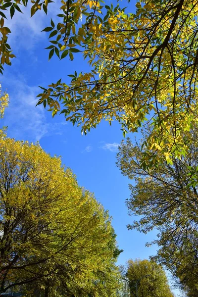 Photo Autumn Leaves Blue Sky Canada — Stock Photo, Image
