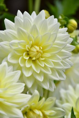 Bahçede beyaz bir Dahlia 'nın yakın çekimi. Victoria Bc Kanada