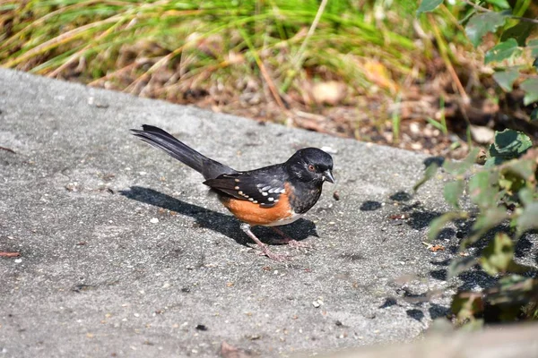 Uma Foto Towhee Manchado Chão — Fotografia de Stock