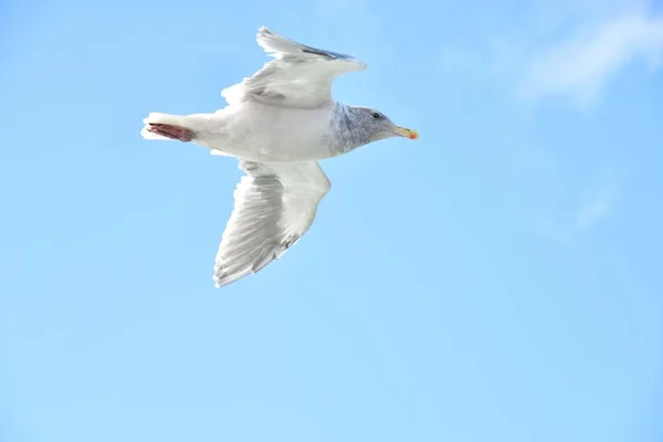 Closeup Seagull Flying Sky Canada — Stock Photo, Image