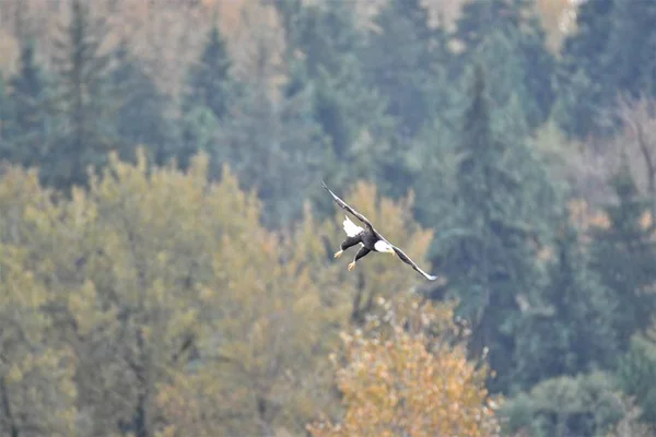 Ein Bild Eines Weißkopfseeadlers Mitten Flug Der Auf Fische See — Stockfoto