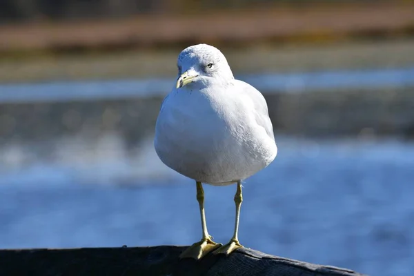 Closeup Ring Billed Gull Perching Fence Canada — Stock Photo, Image