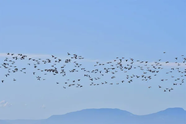 View Many Snow Geese Flying Together Richmond Canada — Stock Photo, Image