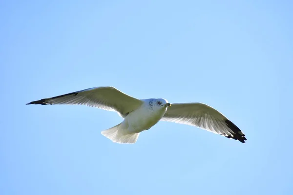 Primer Plano Una Gaviota Pico Anular Volando Por Cielo Richmond —  Fotos de Stock