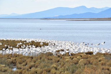 Yüzlerce Kar Kazı denizin sığ sularında toplandı. Richmond Bc Kanada