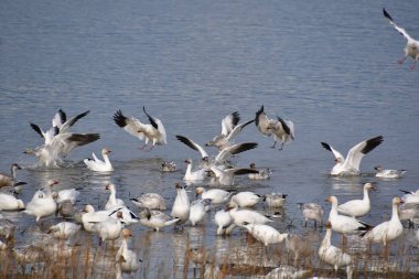 Kar Kazları 'nın sığ sulara inerken çekilmiş bir fotoğrafı. Richmond Bc Kanada