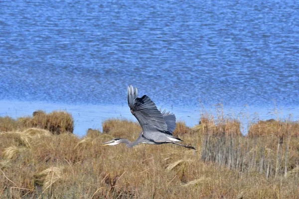 Een Foto Van Een Blauwe Reiger Die Lucht Vliegt Canada — Stockfoto