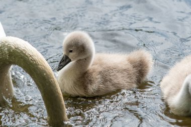 Bir kuğu yavrusunun yakın çekimi. Vancouver BC Kanada 