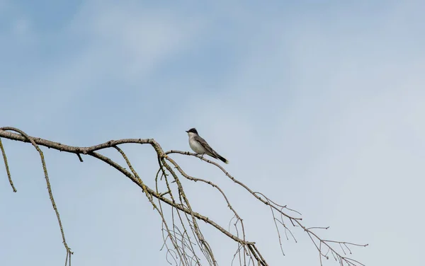 Pájaro Rey Oriental Posado Rama Vancouver Canadá — Foto de Stock